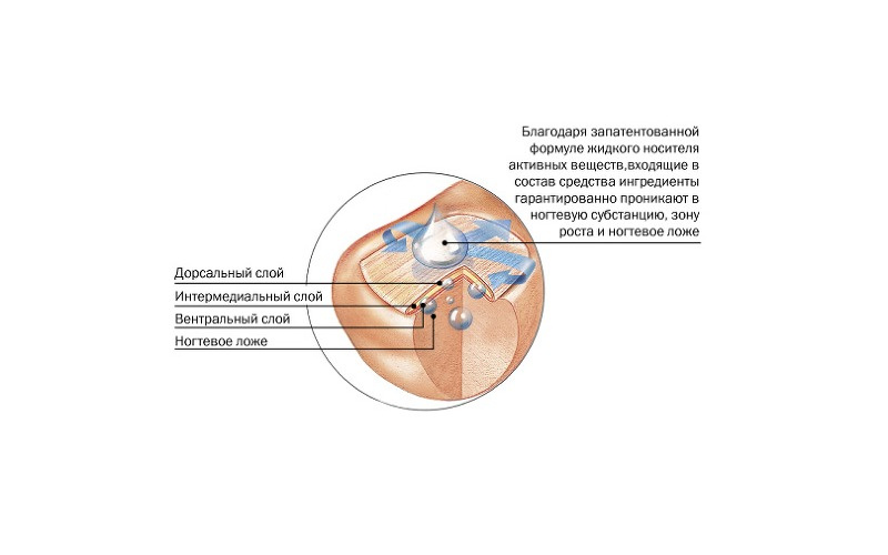 Карандаш для ногтей защитный Peclavus Special AntiMYX Protectorstift, 4мл фото 2