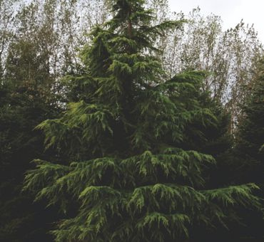 Кедр гималайский эф.масло 5мл фото 3