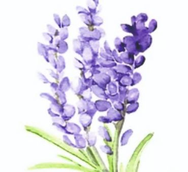 Лаванда Цветочная вода 100 мл. фото 2