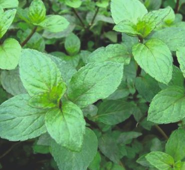 Мята перечная эф.масло 10мл. фото 3