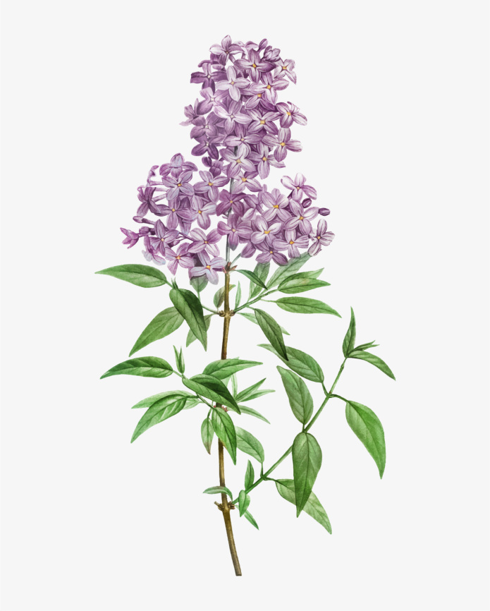 Сирень Гидролат, 100мл фото 1